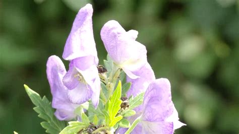 what kind of poisonous plants are from china